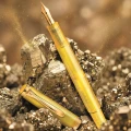 Pióro wieczne Pelikan M200 Pyrite edycja specjalna prezentacja.jpg