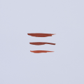 Atrament Great Fountain Mystery Brown odcień.png